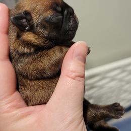 French Bulldog Puppies from Smith's Small Town Frenchies