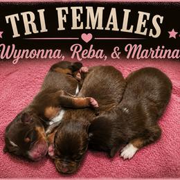 Wynonna -Red Tri - Red tri-color female Australian Shepherd puppy in Hugo, Colorado from Frying Pan Ranch Australian Shepherds