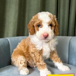Buzz - Apricot male Goldendoodle puppy in Lakeland, Florida from Rolling Oak Doodles