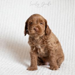 Green Collar Boy - Red male Australian Labradoodle puppy in Thousand Oaks, California from Lovely Doodle Lane
