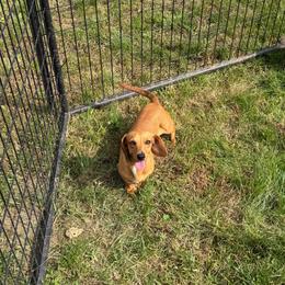 Rouge - Dapple female Dachshund puppy in Stuart, Iowa from Johnson Family Paws