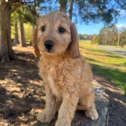 Cedar - Red  male Goldendoodle puppy in Charlotte, North Carolina from Hopeful Heart Doodles
