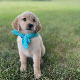 Golden Retriever Puppies from Shupe’s Sweet Southern Goldens