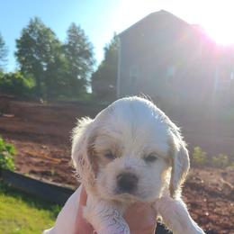 Cocker Spaniel All Grown Up from Van gass Puppies