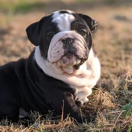 Bulldogs from BDK Bulldogs