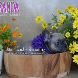 Miranda Bailey - Blue fawn female French Bulldog puppy in Loxahatchee, Florida from Blue Wonder Frenchies