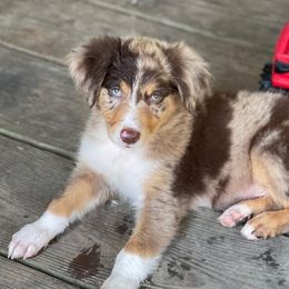 Australian Shepherds from Sittin’ Pretty Aussies