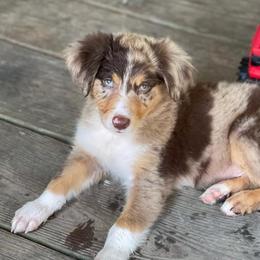 Australian Shepherds from Sittin’ Pretty Aussies