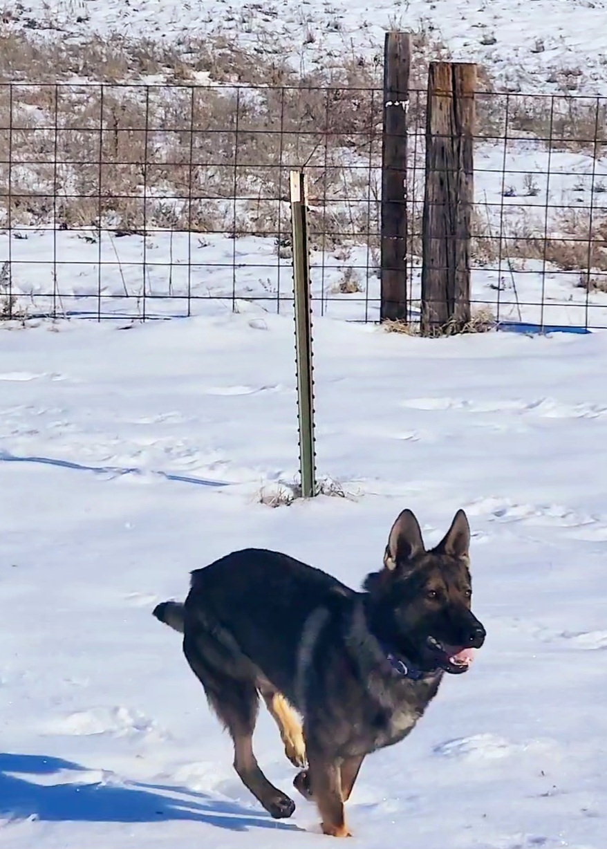 German Shepherd and Pembroke Welsh Corgi Puppies from Tiny Titans K9