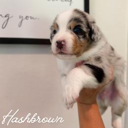 Hashbrown - Blue merle male Australian Shepherd puppy in Fort Pierce, Florida from JS Aussies