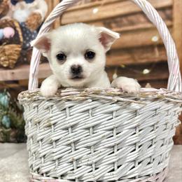 Chase - White male Chihuahua puppy in Gloucester, Virginia from Charlotte's Web of Chihuahuas