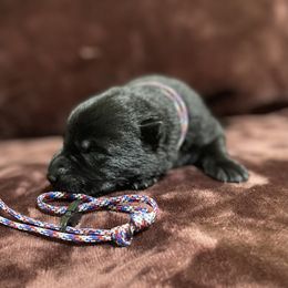 'Merica - Black male German Shepherd puppy in Riverside, California from Von Der Sagobi