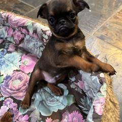 Chutney - Belge male Brussels Griffon puppy in Fallbrook, California from Waski