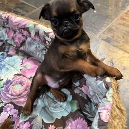 Chutney - Belge male Brussels Griffon puppy in Fallbrook, California from Waski
