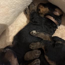 Barrett - Black and tan male Airedale Terrier puppy in Huntersville, North Carolina from Cool Hand Luke Kennels