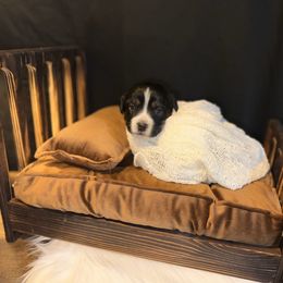 Miniature Australian Shepherd Puppies from Sun & Moon Aussies
