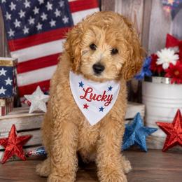 Boy 3 lucky - Apricot male Goldendoodle puppy in Aurora, Illinois from Chicago Goldendoodles