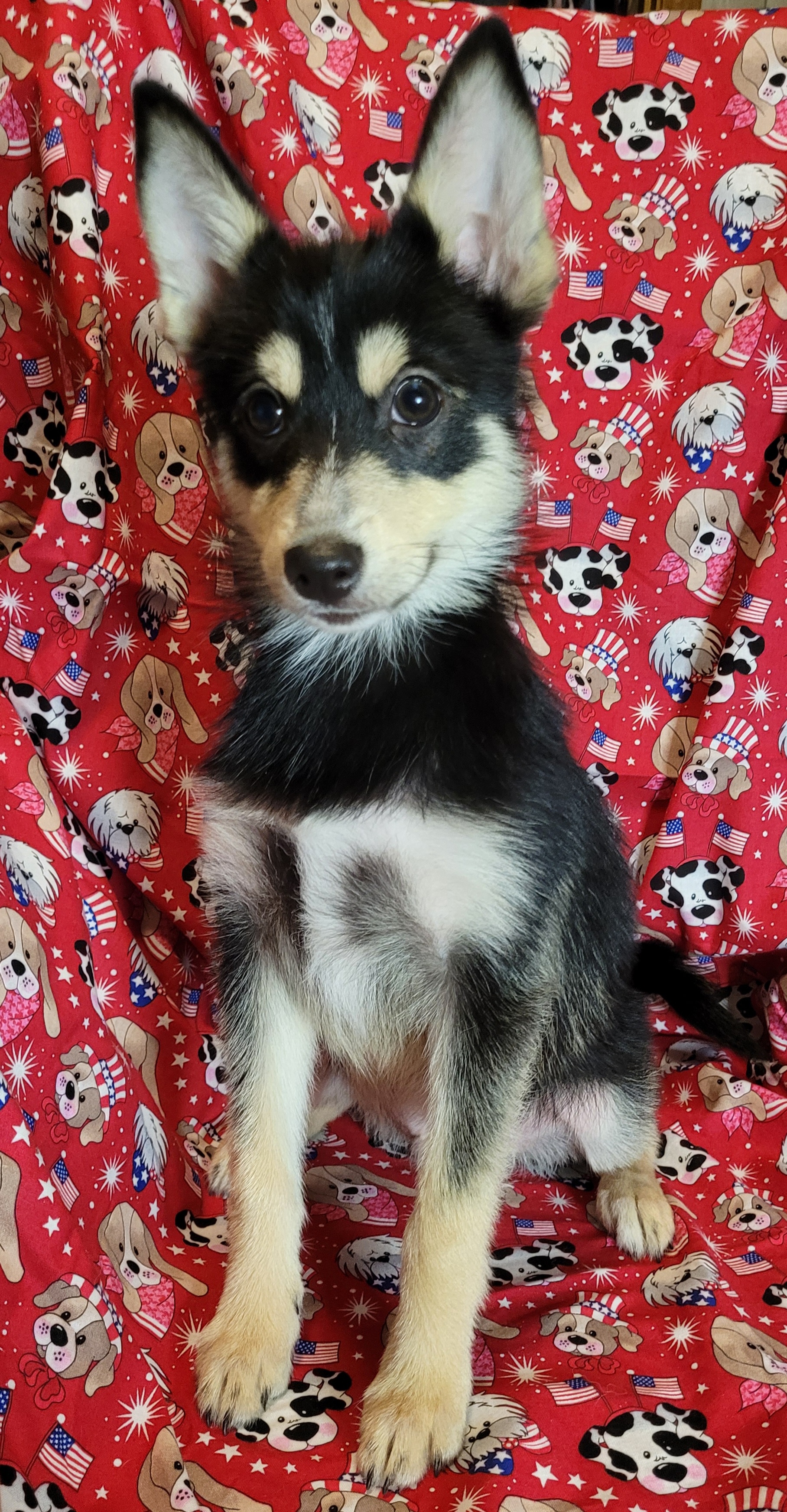Valentine - Tri-color Pomsky puppy in Stover, Missouri from Lx2 County Line Pomskis