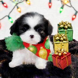 Shichon and Shih Tzu Puppies from Angie’s Teddy Bear Puppies Minnesota