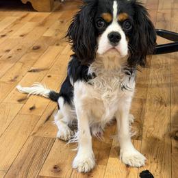 Cavalier King Charles Spaniel Puppies from FairHawk Downs