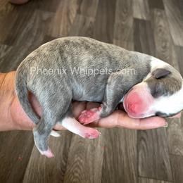 Whippet Puppies from Phoenix Whippets