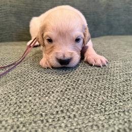 Female puppy pick 5 - Light golden female Golden Retriever puppy in Colville, Washington from Columbia Ridge Goldens