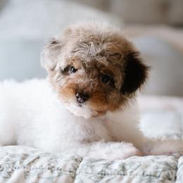 Lindt Lindor (Lindy) - Merle female Schnoodle puppy in Grove, Oklahoma from Grand Lake Poodles & Doodles