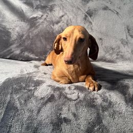 Fancy - Dachshund