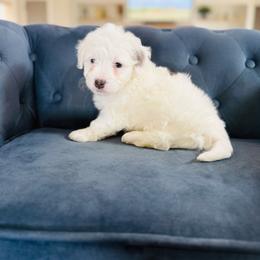 Black Collar - Grey and white male Bernedoodle puppy in Indiahoma, Oklahoma from Farm Fresh Doodles