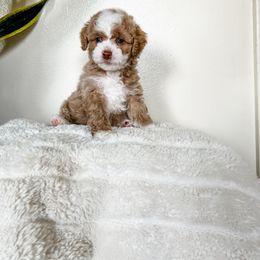 Cockapoo Puppies from Cockapoo puppies and co.
