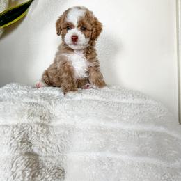Cockapoo Puppies from Cockapoo puppies and co.