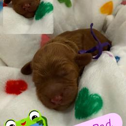 Lily Pad - Red  female Goldendoodle puppy in Moreno Valley, California from Rainbow SoCal Doodles