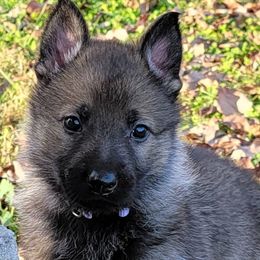 German Shepherds from BlackIce Siberians & German Shepherds