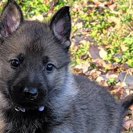 German Shepherds from BlackIce Siberians & German Shepherds