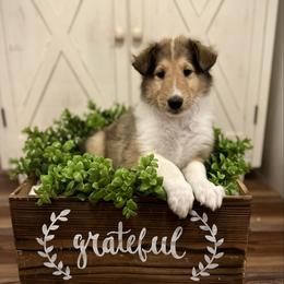 Steve - Sable male Collie puppy in Chilhowie, Virginia from Jolly Collies