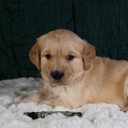 Sterling- Green - Golden male Golden Retriever puppy in Payette, Idaho from Stonewick Retrievers