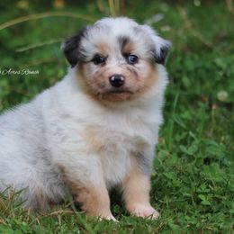 Bmf2 - Blue merle female Australian Shepherd puppy in Chehalis, Washington from Wandering Acres Ranch