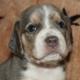 Champion Dad Zion - Blue tan and white male Beagle puppy in Spring Creek, Nevada from Battleborn Aussies and Beagles