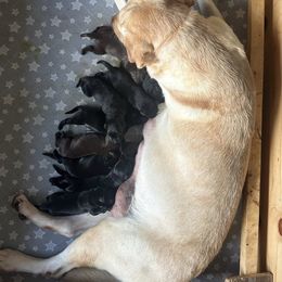 Black Female 2 - Black female Labrador Retriever puppy in Baytown, Texas from Dirty Bay Labradors