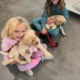 Labrador Retriever Puppies from Krys Ruth