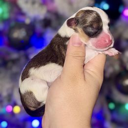 Louie - Sable and white male American Corgi puppy in Whitney, Texas from 5H Corgis