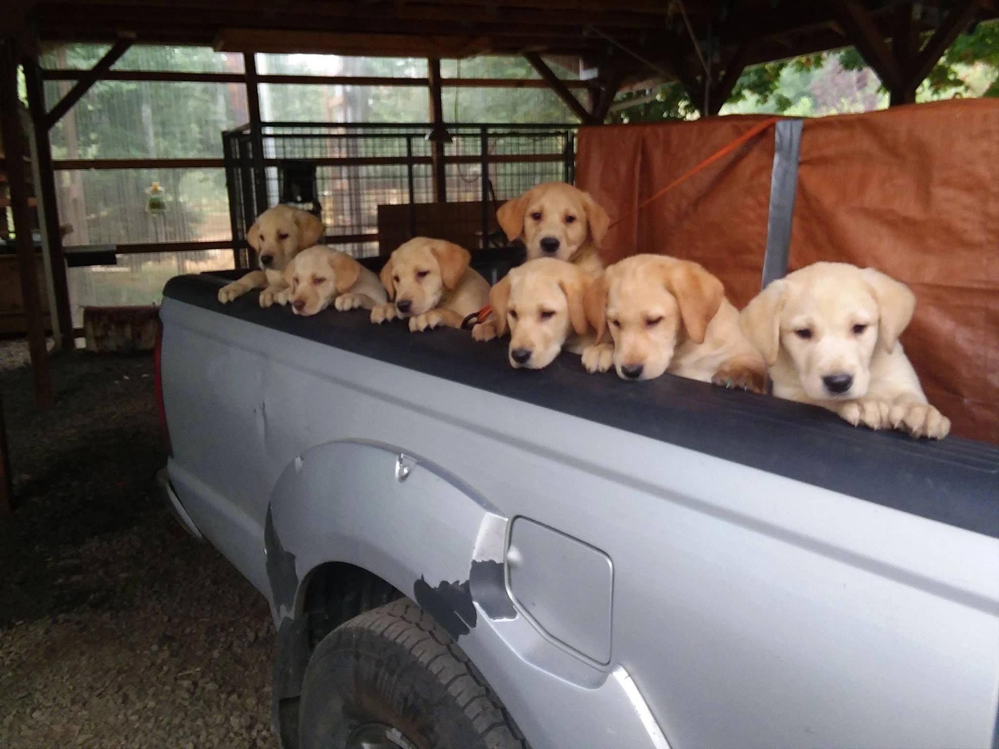 Elk river cheap retrievers