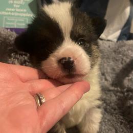 Dot - White and black male Pembroke Welsh Corgi puppy in Beulaville, North Carolina from Windy Acres Pembroke Welsh