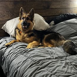 Frejya - German Shepherd