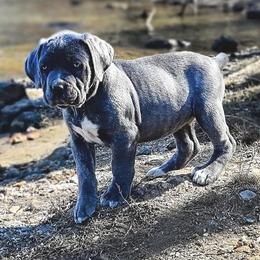 Cane Corso Puppies from Catawba Cane Corso