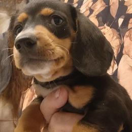 Cupid - Black and tan male Dachshund puppy in Pahrump, Nevada from Heaven Sent Doxies