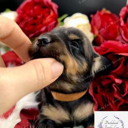 Dachshund Puppies from Dachshund Family Love Breeders