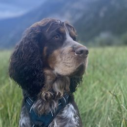 English Springer Spaniels from Majestic Mountain Springs