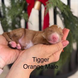 Tiger - Red  male Goldendoodle puppy in Springville, Utah from JW Doodles