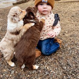 Miniature Australian Shepherd and Toy Australian Shepherd Puppies from Columbia Coast Toy & Mini Aussies